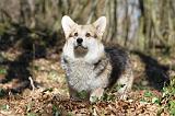 CORGI PEMBROKE 525